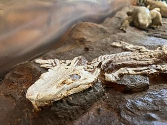 Klicke auf die Grafik für eine vergrößerte Ansicht

Name: 33FAA2FA-0A4E-4441-A608-7F8C33B12157.jpeg
Ansichten: 359
Größe: 221,0 KB
ID: 435080