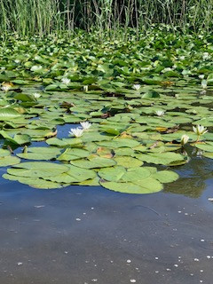 Klicke auf die Grafik für eine vergrößerte Ansicht

Name: IMG_1036.jpg
Ansichten: 356
Größe: 42,1 KB
ID: 439130